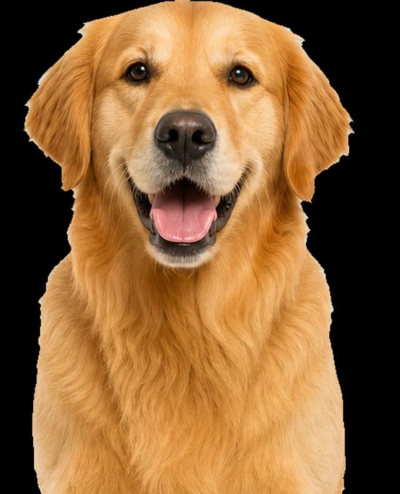A smiling golden retriever popping out of a cyan circle.