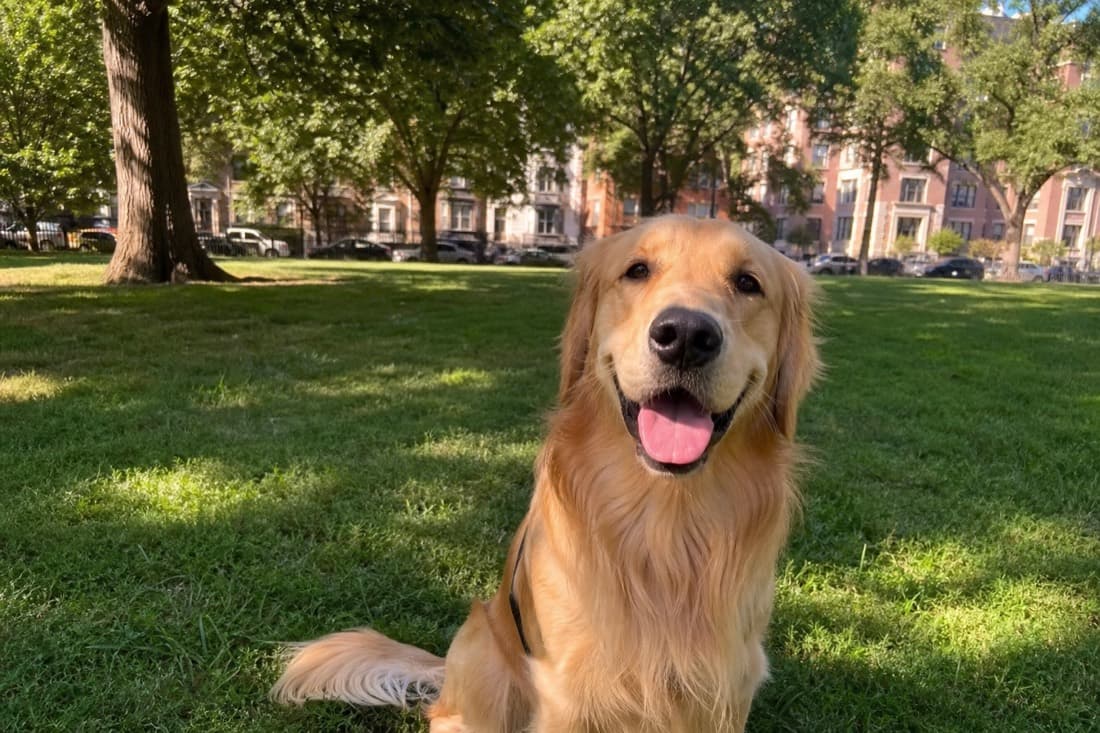 Reading Your Dog's Body Language: The Signals That Matter