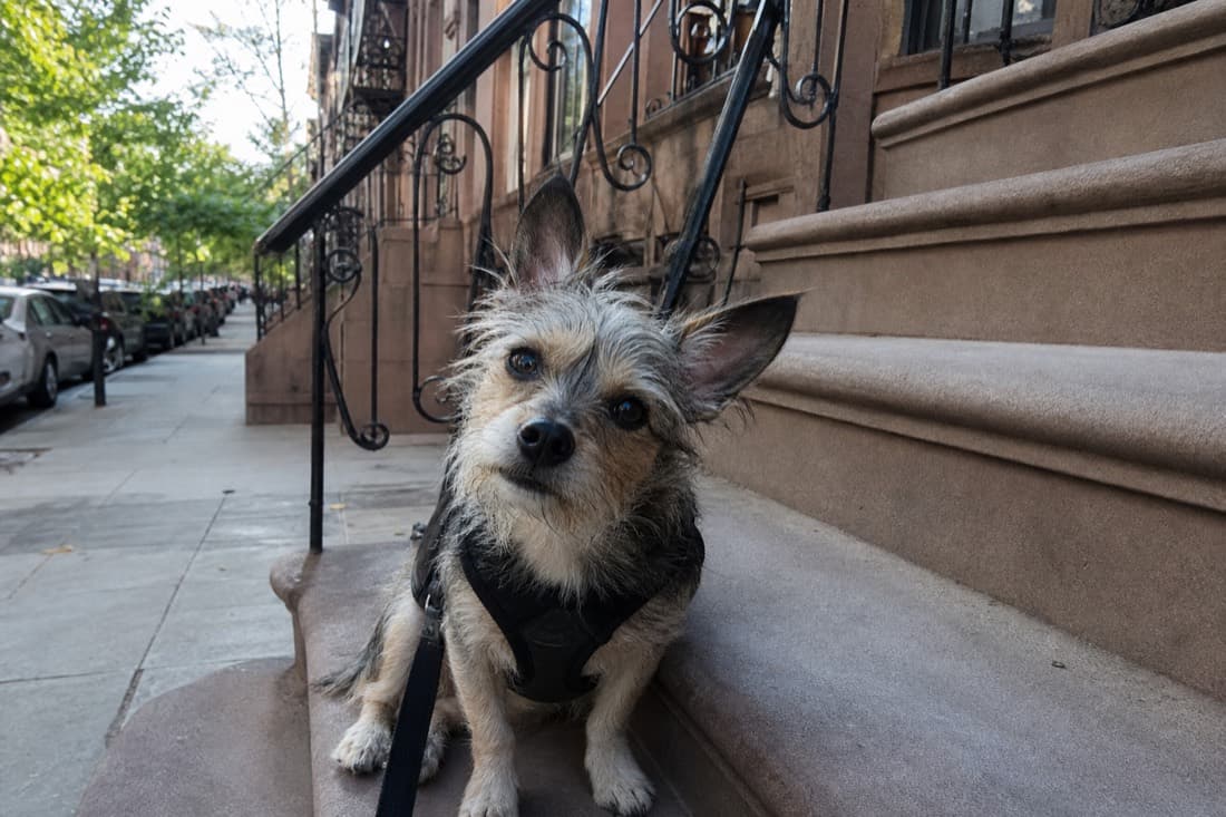 How to Choose the Right Dog for Your Lifestyle