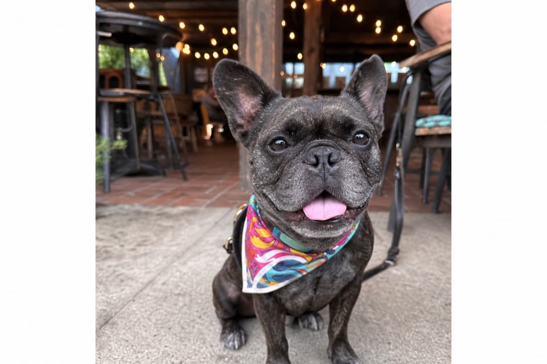 Loving a Flat-Faced Dog: A Caring Owner's Health Guide