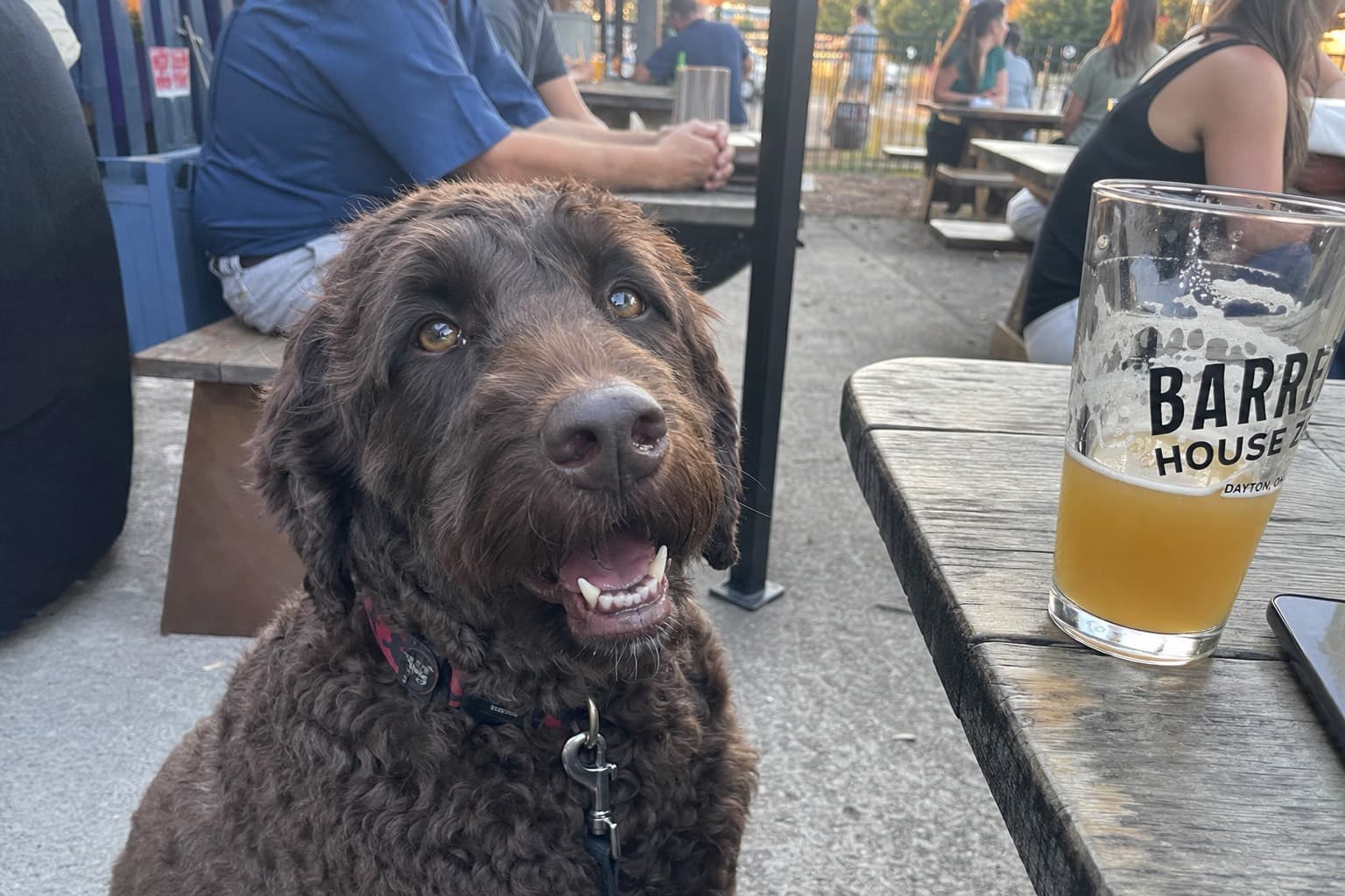 Caring for a Senior Dog: Keeping Golden Years Comfortable