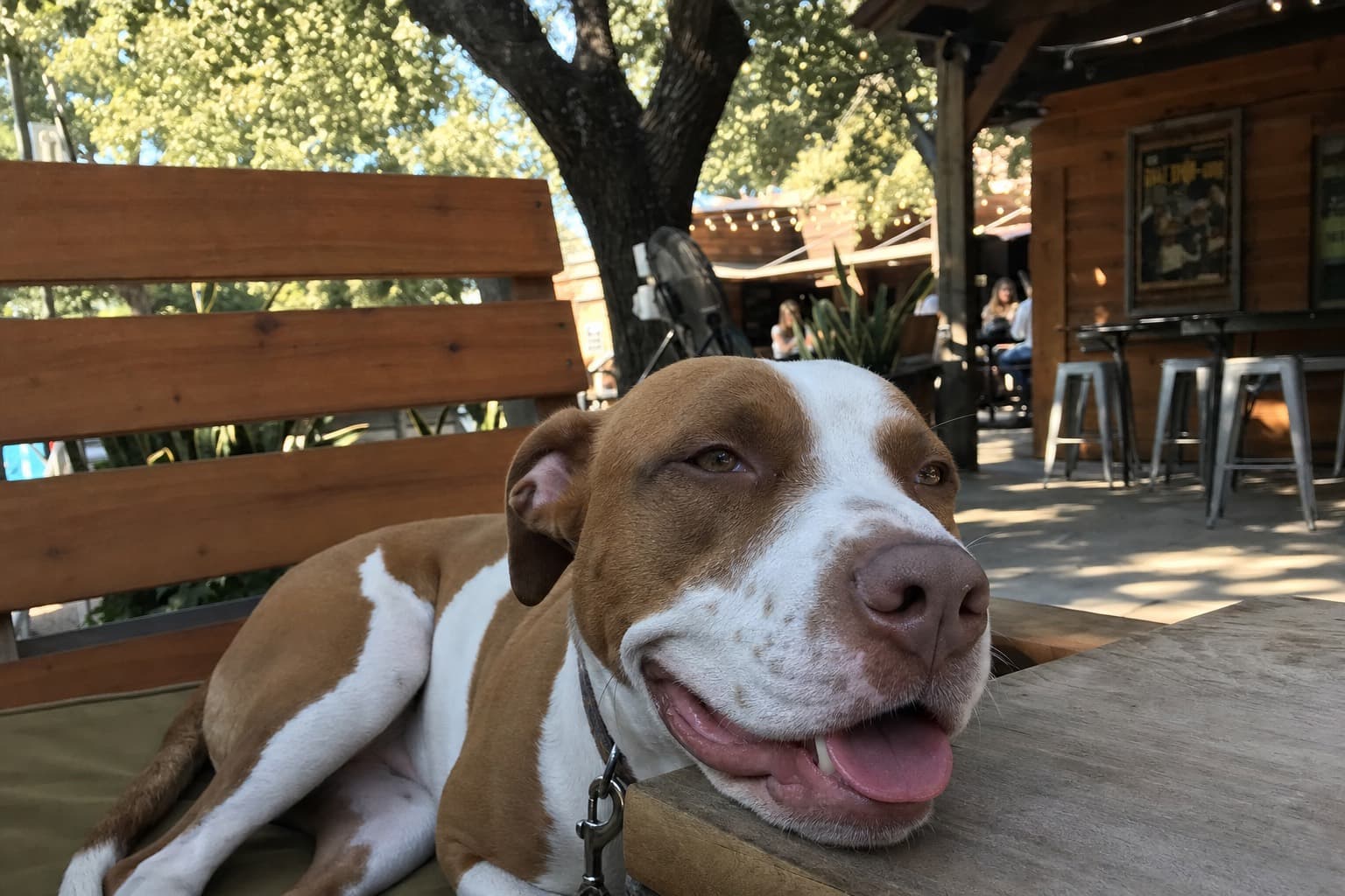 Dog Dental Health: The Routine That Protects Your Dog