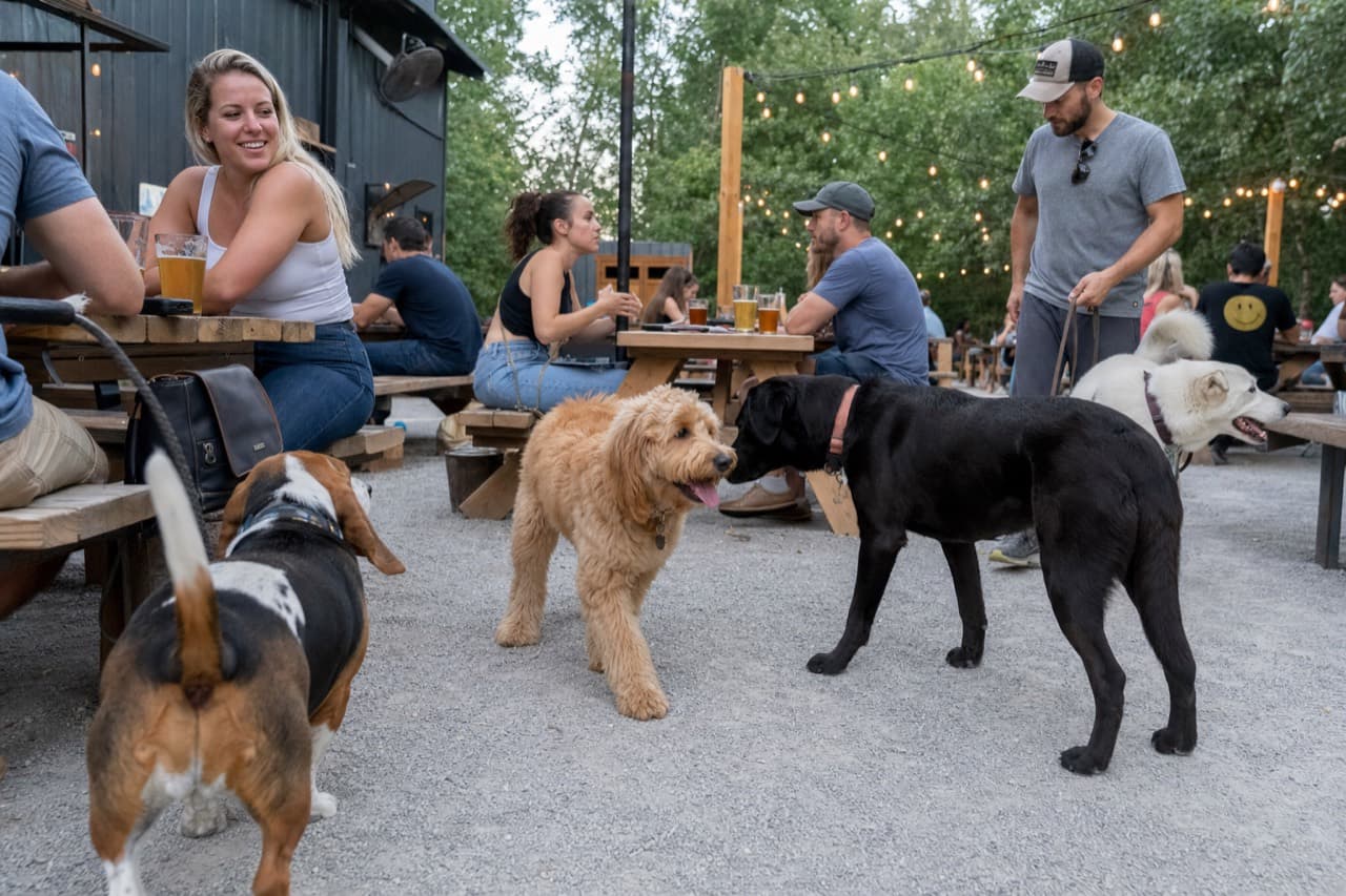 The Puppy Socialization Window: Why the First Months Matter Most