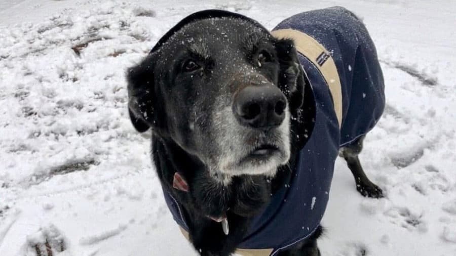 Max, Advisor, Senior Statesman